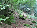 Rocks within Harper's Grove