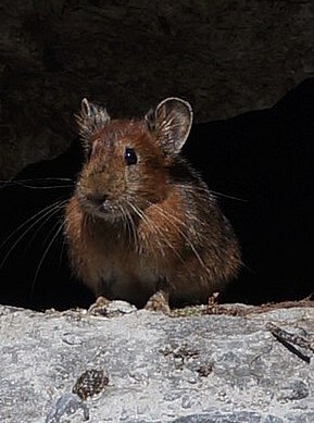 File:Himalayan Pika in Annapurna (cropped).jpg