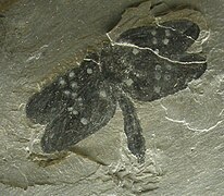 Homaloneura, a palaeodictyopteran insect which have two winglets on thorax in addition to four wings.