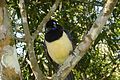 Plush-crested jay (Cyanocorax chrysops)