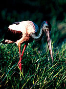 Black-necked stork Kakadu National Park