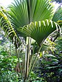 The massive leaves of Lodoicea maldivica are some of the largest palmate leaves in the family