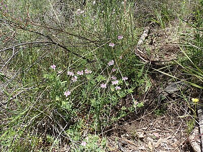 Habitat