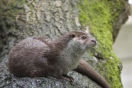 Loutre d'Europe