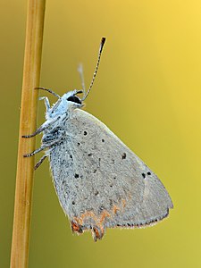 Lycaena phlaeas, by Iifar