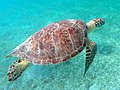Green sea turtle at Magens