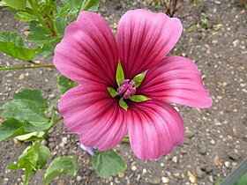 Malope trifida