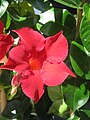 Mandevilla 'Sun Parasol' close-up