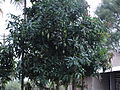 Mango Tree(ಮಾವಿನ ಮರ)