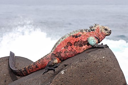 Marine iguana, by Benjamint