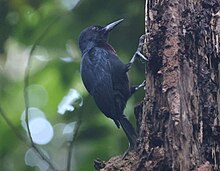 Pic entièrement noir agrippé verticalement sur le côté gauche d'un tronc d'arbre