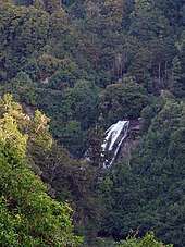 Dense forest with a waterfall