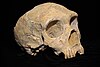 Neanderthal skull from Forbes' Quarry, Gibraltar; discovered 1848