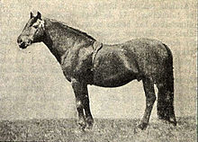 Vieille photo d'un cheval massif vu de profil.