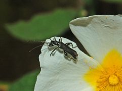 Oedemera (Oedemera) atrata