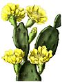 Opuntia inermis