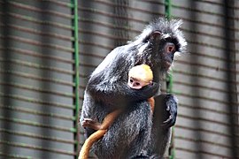 Schwarzer Haubenlangur (Trachypithecus auratus) mit Jungtier