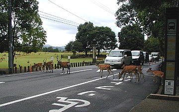 Nara, parco