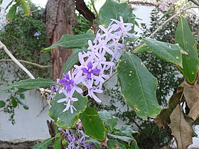 Petrea volubilis