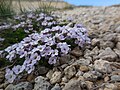 Fleur trouvée au col d'Izoard