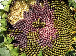 Fermat's spiral: seed head of sunflower, Helianthus annuus