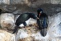 Un nido de cormorán de Magallanes (Phalacrocorax magellanicus)