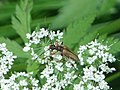 Pidonia lurida (Fabricius, 1792)