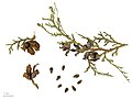 Cones and wingless seeds of Chinese arborvitae (Platycladus orientalis)