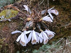 Description de l'image Pleione humilis Nepal.JPG.