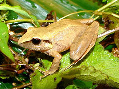 Description de l'image Pristimantis achatinus01.jpg.