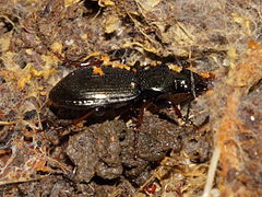 Pterostichus oblongopunctatus.