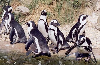 Groupe de manchots du Cap (Spheniscus demersus), au zoo de Burger à Arnhem (Pays-Bas). (définition réelle 1 088 × 710*)