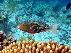 Un poisson-perroquet bicolore (Scarus rubroviolaceus) femelle (stade initial)