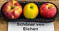 Schöner von Eichen