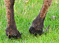 Sheep hooves