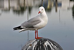 Silver Gull on pier in Sale, Victoria (Former FP)