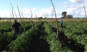 Traitement pesticide et anti-champignons de plants de tomate, mars 2017