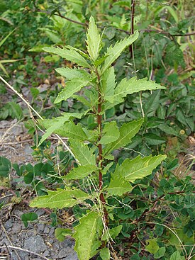 Dysphania ambrosioides