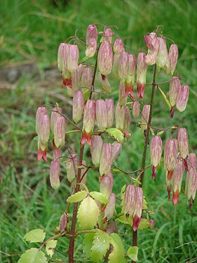 Cacho de flores