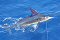 Stripe marlin right off the coast of Carrillo