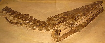 Tylosaurus dyspelor.