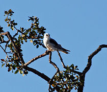 White-tailed kite (Elanus leucurus) atop oak at Arastradero Preserve