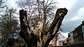 Der Prophet (2012), Holzskulptur im Sankt-Donatus Stadtpark, Löwen