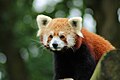 Westlicher Kleiner Panda im Allwetterzoo