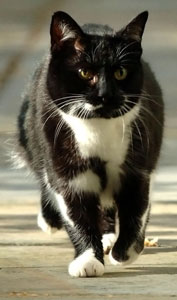 A black and white cat walking towards the camera and looking left