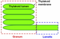 Thylakoid structures