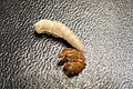 A mealworm pupa with molted larval skin