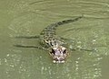 A swimming alligator