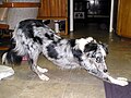 Border Collie stretching