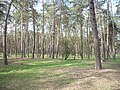 Summer in Cherkasy Forest